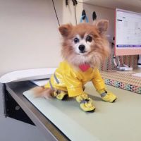 BoosterPet Veterinary Care & Urgent Care in Renton ico