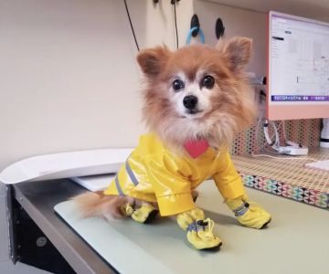 BoosterPet Veterinary Care & Urgent Care in Renton