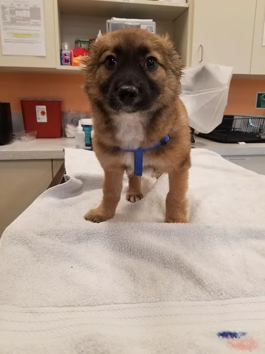 BoosterPet Veterinary Care & Urgent Care in Renton 5