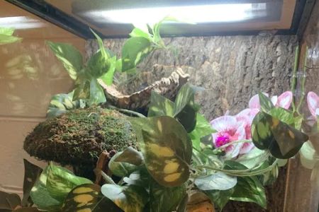 Scales 'N Tails Boulder