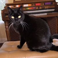 Fairwood Plaza Animal Clinic ico