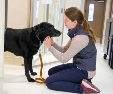 Lakefield Veterinary Group