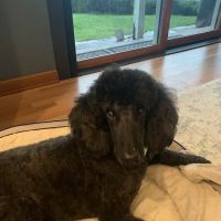 Kindness Veterinary Clinic ico