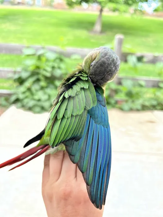 BestBeaks 6