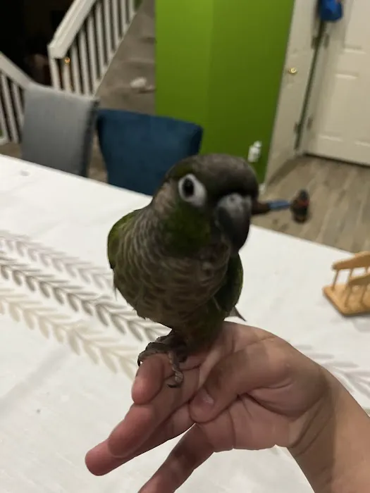 BestBeaks 5