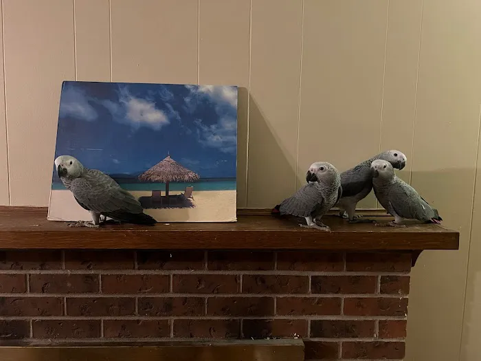 BestBeaks 3