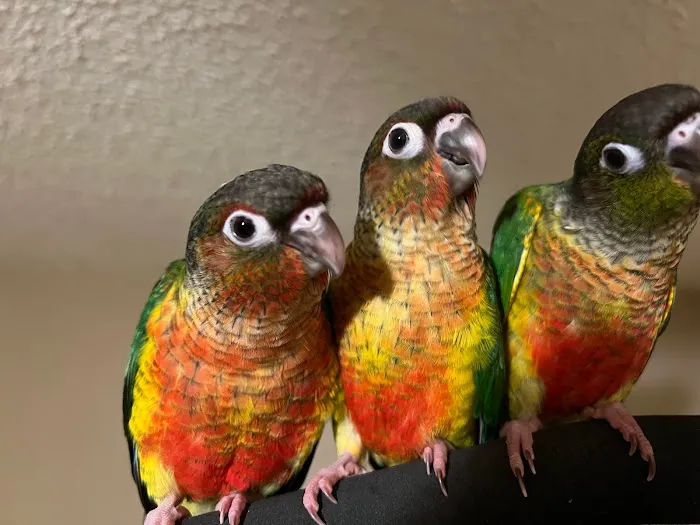 BestBeaks 10