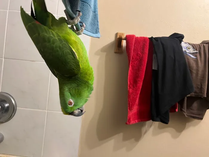 BestBeaks 1