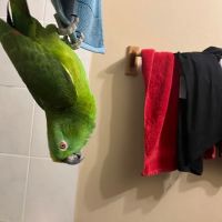 BestBeaks ico