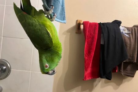 BestBeaks
