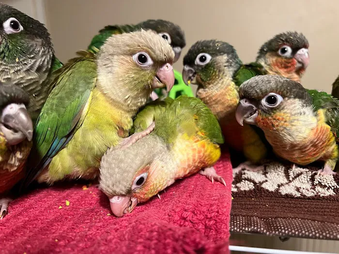 BestBeaks 8