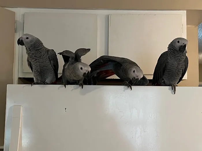 BestBeaks 4