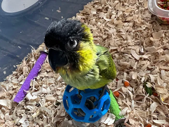 BestBeaks 7