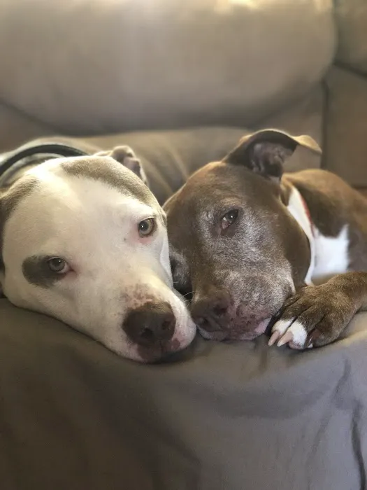 Des Moines Veterinary Hospital 7