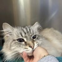 Des Moines Veterinary Hospital ico