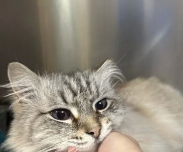 Des Moines Veterinary Hospital