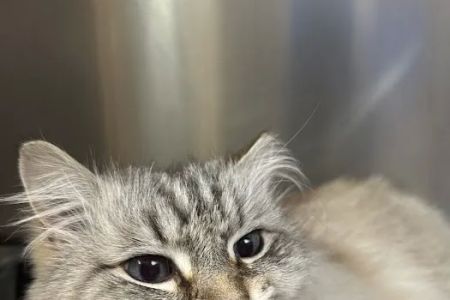 Des Moines Veterinary Hospital