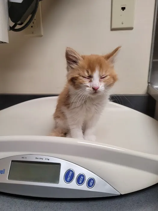 Des Moines Veterinary Hospital 3
