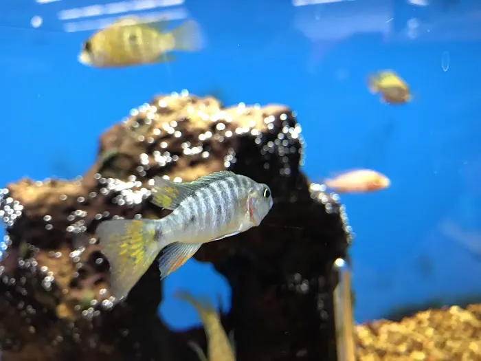Petco 5