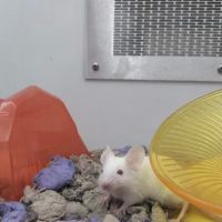 Petco ico