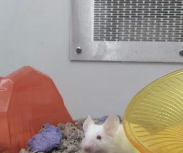 Petco