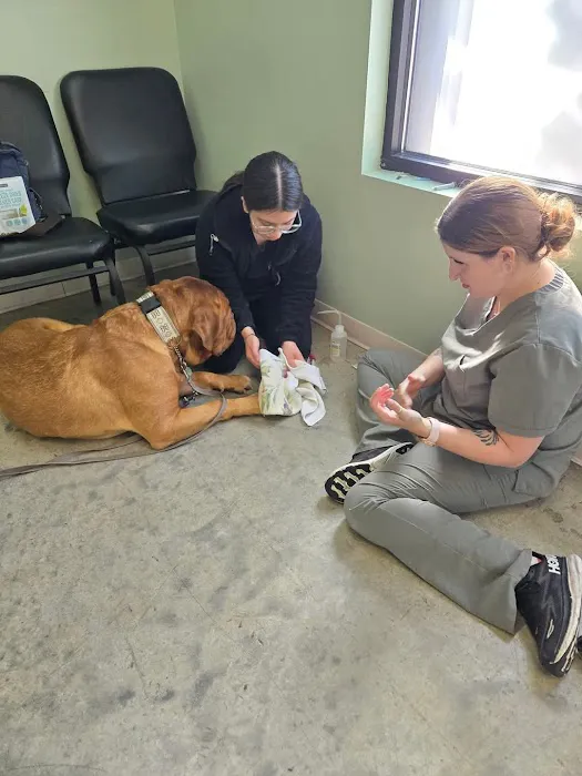 Olympic View Animal Hospital 1