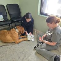 Olympic View Animal Hospital ico