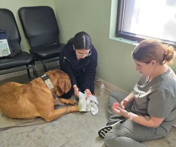 Olympic View Animal Hospital
