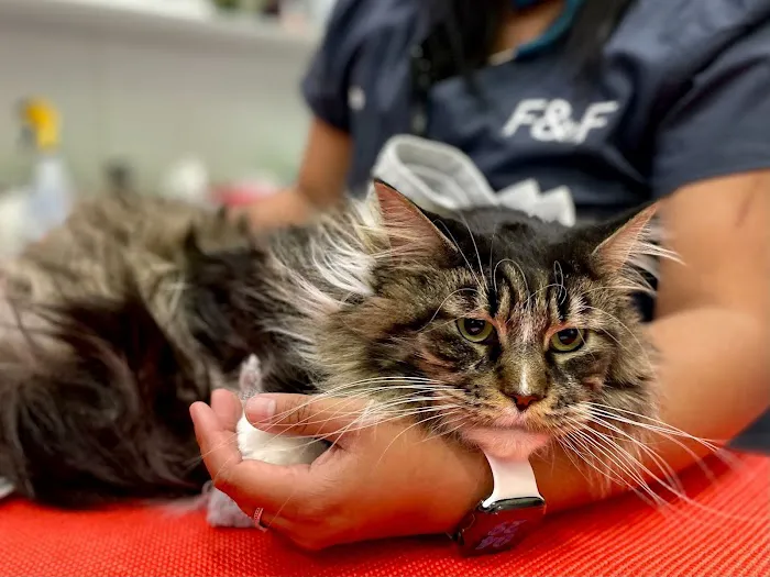 Felix&Fido Veterinary Care - Issaquah 10
