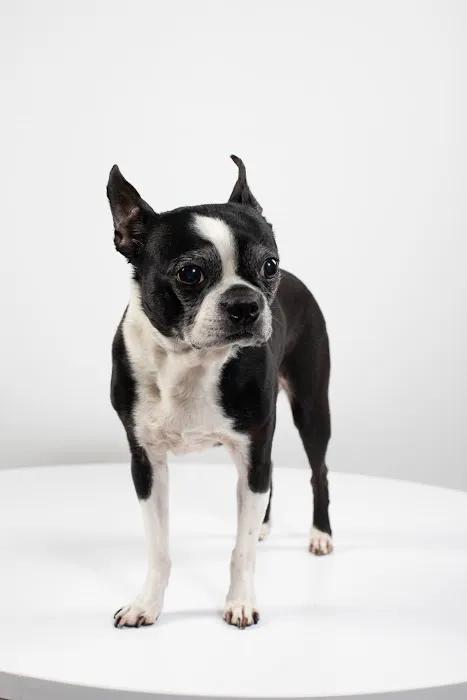 Felix&Fido Veterinary Care - Issaquah 4
