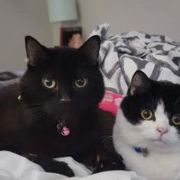 Meadows Cat Hospital ico