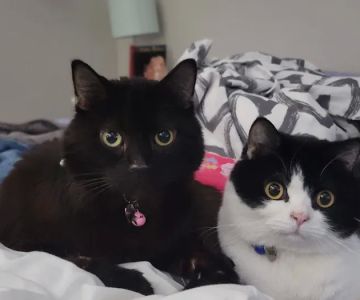 Meadows Cat Hospital