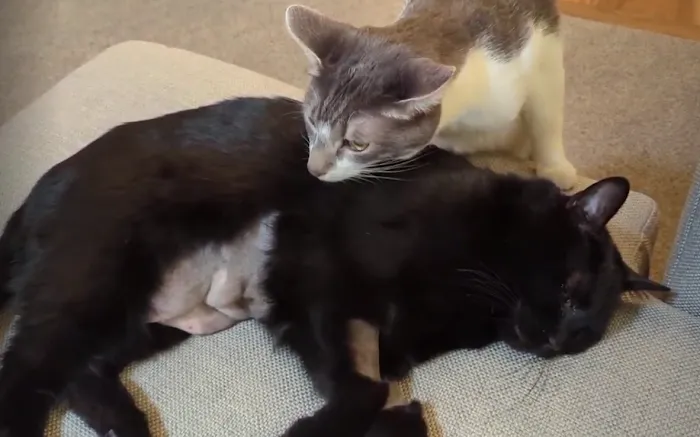 Meadows Cat Hospital 9
