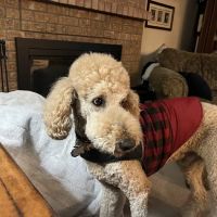 Banfield Pet Hospital ico
