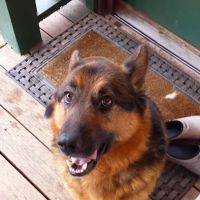 Alpine Animal Hospital, A Thrive Pet Healthcare Partner ico