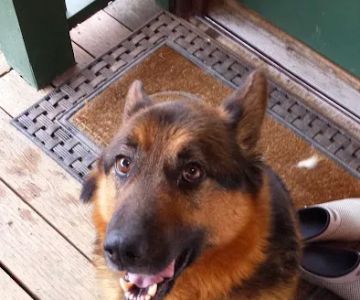 Alpine Animal Hospital, A Thrive Pet Healthcare Partner