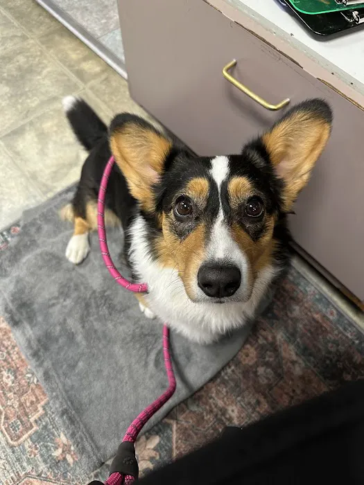 Alpine Animal Hospital, A Thrive Pet Healthcare Partner 10