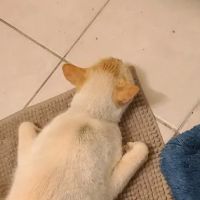 Petco ico