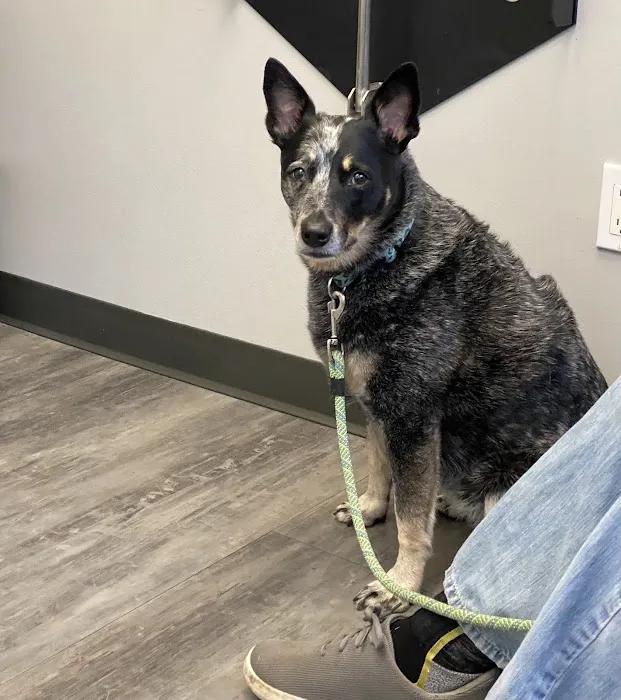 Cobblestone Animal Hospital 1