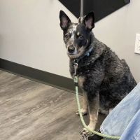 Cobblestone Animal Hospital ico