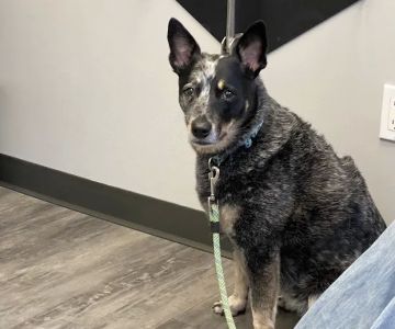 Cobblestone Animal Hospital