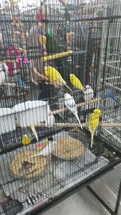 Avalon Aviary Bird Store 6