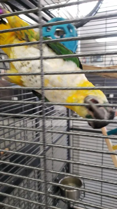 Avalon Aviary Bird Store 1
