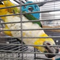 Avalon Aviary Bird Store ico