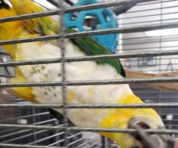 Avalon Aviary Bird Store