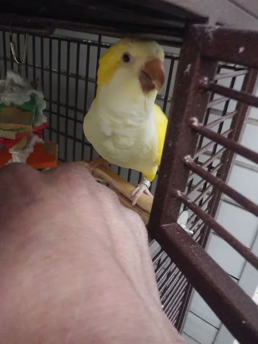 Avalon Aviary Bird Store 10
