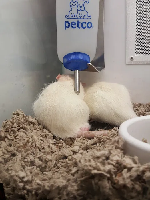 Petco 2