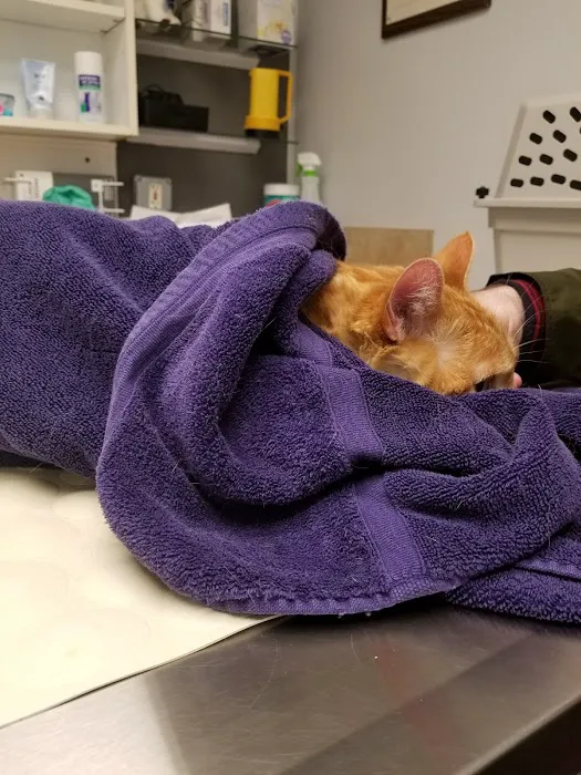 Issaquah Veterinary Hospital 9