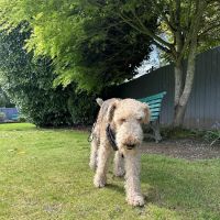 Issaquah Veterinary Hospital ico