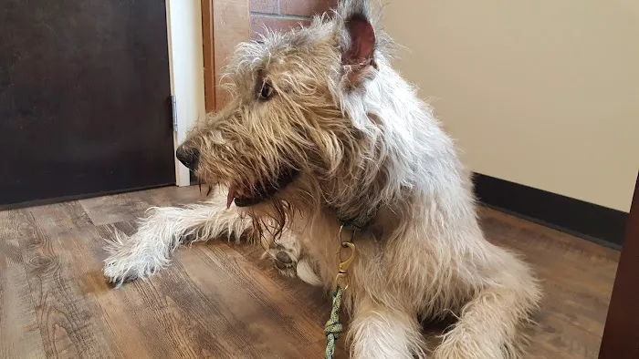 Annotto Bay Veterinary Clinic 1